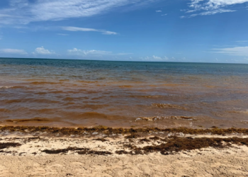 Sargazo amenaza próxima temporada vacacional en Quintana Roo