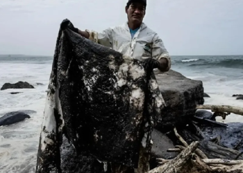 URGE cabello para limpiar derrame de petróleo en el Golfo de México