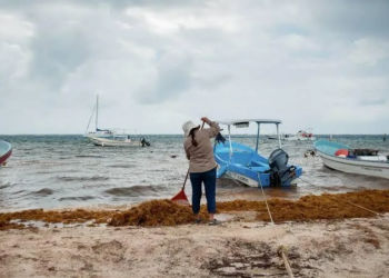 ¡Ya llegó! Arranca la temporada de sargazo en Quintana Roo con arribo masivo 4 ¡Ya llegó! Arranca la temporada de sargazo en Quintana Roo con arribo masivo