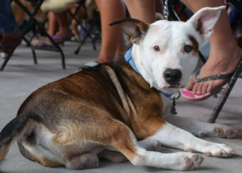 En pausa censo de mascotas en Cancún por falta de titular en instituto animal creado hace tres meses