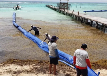Avanza instalación de barreras contra sargazo en Quintana Roo; proyectan 15 mil metros en 2026