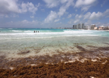 Supera Cancún las 3 mil toneladas de sargazo recolectado en 2026; Playa Delfines concentra mayor recale