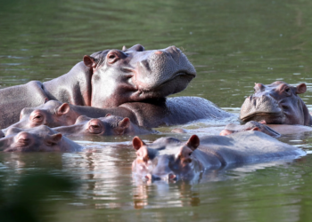 Colombia autoriza la eutanasia para 80 hipopótamos de Pablo Escobar y frena así su explosión demográfica 5 Colombia autoriza la eutanasia para 80 hipopótamos de Pablo Escobar y frena así su explosión demográfica