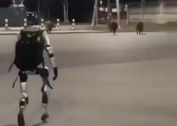 Un robot contra jabalíes: la escena futurista que se volvió viral en Europa