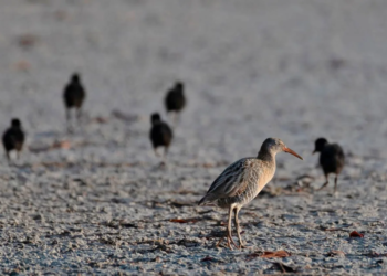 Registran por primera vez nido de rascón costero en Punta Sur, Cozumel