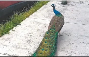 ¡DE PELÍCULA! Pavo real irrumpe en pleno Centro de Chetumal y desata caos y asombro 4 ¡DE PELÍCULA! Pavo real irrumpe en pleno Centro de Chetumal y desata caos y asombro