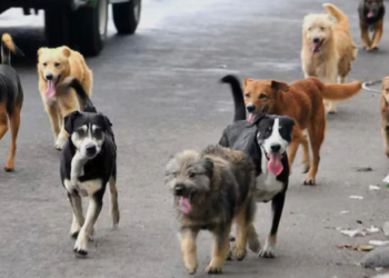 Cancún en alerta! Explota crisis de perros callejeros y nadie la detiene 3 Cancún en alerta! Explota crisis de perros callejeros y nadie la detiene