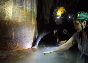 Día de la Tierra en Quintana Roo: paraíso en riesgo entre sargazo, selva destruida y agua contaminada