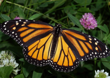 Cozumel crea primer jardín polinizador para proteger mariposas