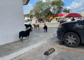 Sobrepoblación animal en Cancún rebasa esfuerzos oficiales; llaman a ciudadanía a asumir responsabilidad 1 animal