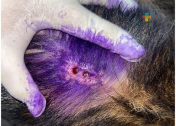 Detonan casos de gusano barrenador en mascotas de Cancún, 8 casos en la última semana