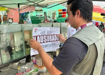Formalizan denuncia ante Profepa por venta ilegal de fauna en tianguis de Cancún 3 Formalizan denuncia ante Profepa por venta ilegal de fauna en tianguis de Cancún