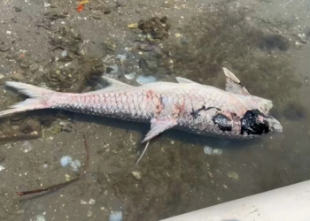 ¡Mar negro en Progreso! Pemex confirma fuga tras grito de auxilio de pescadores