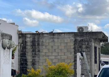 ¡Infierno en el techo! Denuncian horror y maltrato animal en Arcos Paraíso