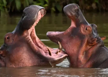 El drama ético tras los hipopótamos de Pablo Escobar