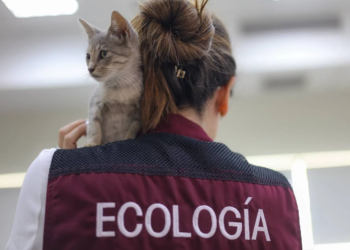 Esterilización GRATIS para tu peludo en Cancún