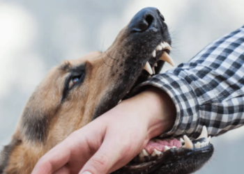 Quintana Roo endurece sanciones: dueños de perros agresivos podrían enfrentar hasta 10 años de prisión