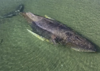 Timmy, la ballena jorobada que conquistó al mundo, fue hallada muerta