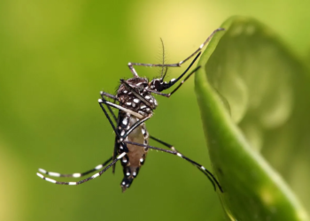 Quintana Roo en alerta: aumentan casos de dengue mientras el calor sofoca al estado