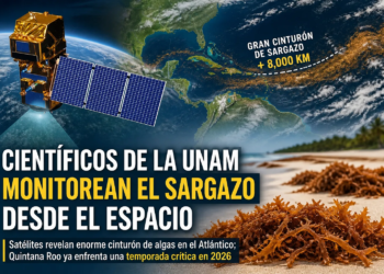 Científicos de la UNAM vigilan el sargazo desde el espacio: alertan temporada histórica para Quintana Roo 3 sargazo