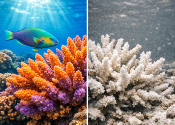 Biodiversidad