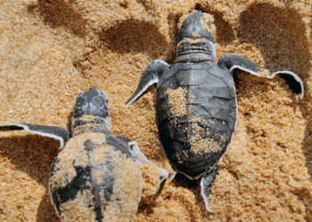 Tortuga