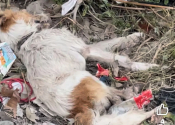 ¡Ayuda! Extrema crueldad animal en la Región 235 de Cancún 3 Alerta ciudadana: Extrema crueldad animal en la Región 235 de Cancún; se solicita ayuda urgente