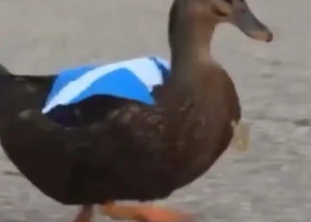 Surge un nuevo fenómeno del Mundial: Dawn, el pato escocés que desafía el reinado de Merlin