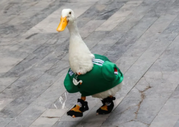 IMPI pone fin a la polémica: la marca del Pato Merlín pertenece a su familia