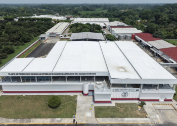 México y Estados Unidos unen esfuerzos contra el gusano barrenador; Sheinbaum inaugura planta estratégica en Chiapas