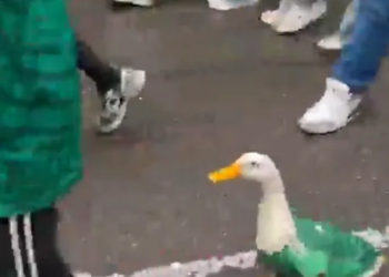 Pato con playera del Tri se vuelve viral en el Ángel