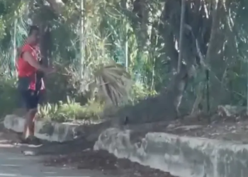 Vecino ayuda a cocodrilo en Lombardo Toledano y lo guía de vuelta al manglar 1 cocodrilo