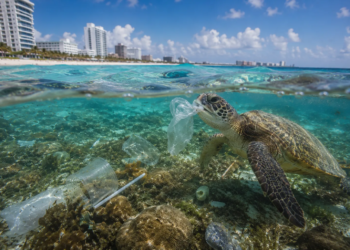 Día Mundial de los Océanos: el paraíso que sostiene a Quintana Roo enfrenta amenazas crecientes 2 Océanos