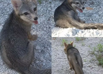 Captan en Cozumel zorro enano tras más de 20 años sin registros fotográficos