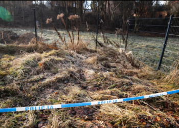 Hallan 34 fetos enterrados en el jardín de una doctora en Polonia; investigan posible uso en estudios médicos