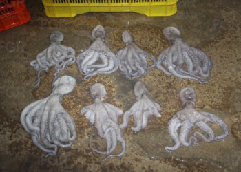 ¿Antojo de mariscos? Los cachan con casi media tonelada de pulpo prohibido