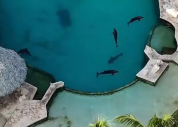 Ventura Park en Cancún: El parque acuático abandonado