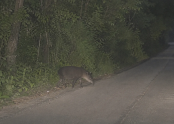 El inesperado cruce de un tapir en Mahahual confirma que el corazón de la selva aún late en Quintana Roo 10 El inesperado cruce de un tapir en Mahahual confirma que el corazón de la selva aún late en Quintana Roo