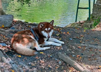 Lucas, el husky que hizo historia: juez ordena pensión alimenticia para una mascota en México