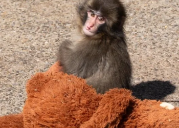 Punch, el macaco que conquistó internet, celebra su primer cumpleaños en Japón