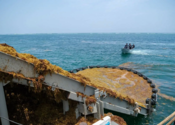 El sargazo ya no se combatirá solo en las playas; así funcionará el nuevo plan nacional 4 El sargazo ya no se combatirá solo en las playas; así funcionará el nuevo plan nacional