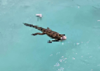 cocodrilo
