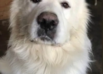 Ley Rocky:Pena hasta 12 años de cárcel por maltrato animal 5 Ley Rocky:Pena hasta 12 años de cárcel por maltrato animal
