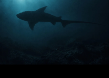 Descubren extraño “tiburón fantasma” nunca visto en el Pacífico 1 Descubren extraño “tiburón fantasma” nunca visto en el Pacífico