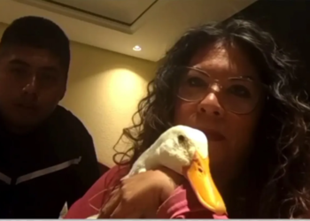 Familia del Pato Merlín recibe vivienda tras hacerse viral durante el Mundial 2026 3 Familia del Pato Merlín recibe vivienda tras hacerse viral durante el Mundial 2026