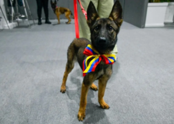 El regalo más emotivo: Venezuela entrega una cachorra al Ejército Mexicano tras los terremotos 3 El regalo más emotivo: Venezuela entrega una cachorra al Ejército Mexicano tras los terremotos