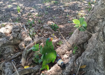 Ofertan presunto loro cabeza amarilla por $1,300 en grupo de Facebook; tráfico de especies protegidas sigue operando en redes sociales