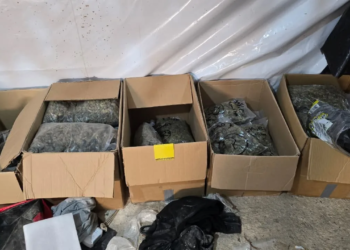 Cae presunto operador de invernaderos de enervantes; desmantelan dos viveros en #Cancún y #PlayadelCarmen