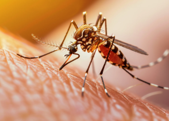 Dengue se acelera en Quintana Roo: suma 20 casos en una semana