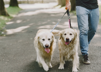 Paseadores de perros en Playa del Carmen: la certificación que puede salvar vidas (y evitar multas) 5 Paseadores de perros en Playa del Carmen: la certificación que puede salvar vidas (y evitar multas)